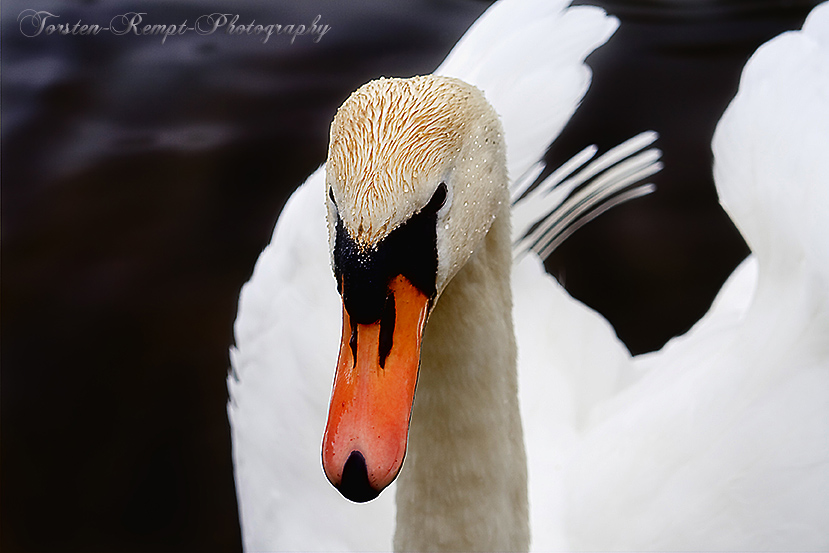 Cygne tuberculé dans l'eau