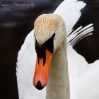 Cygne tuberculé dans l'eau