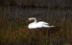 Cygne tuberculé.