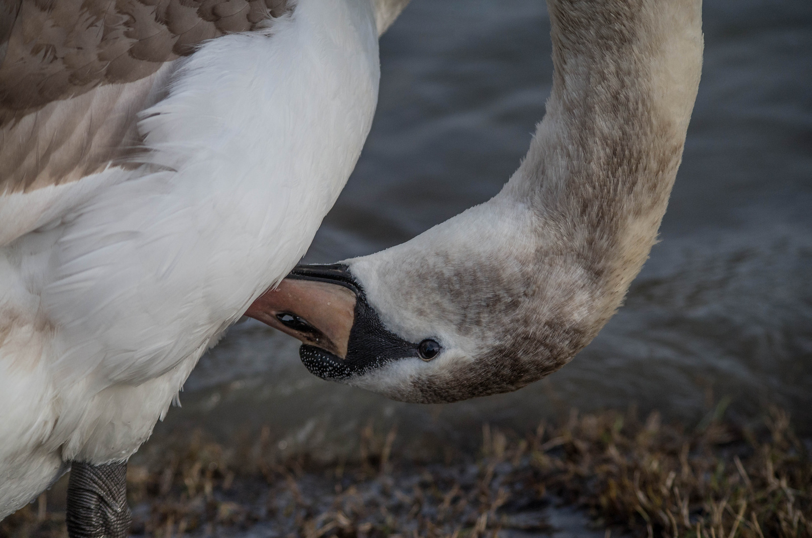 cygne tuberculé