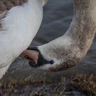 cygne tuberculé