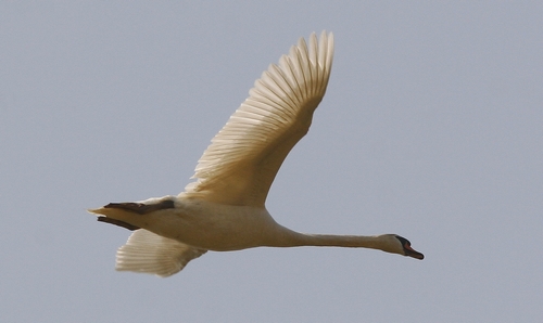 cygne tuberculé en vol