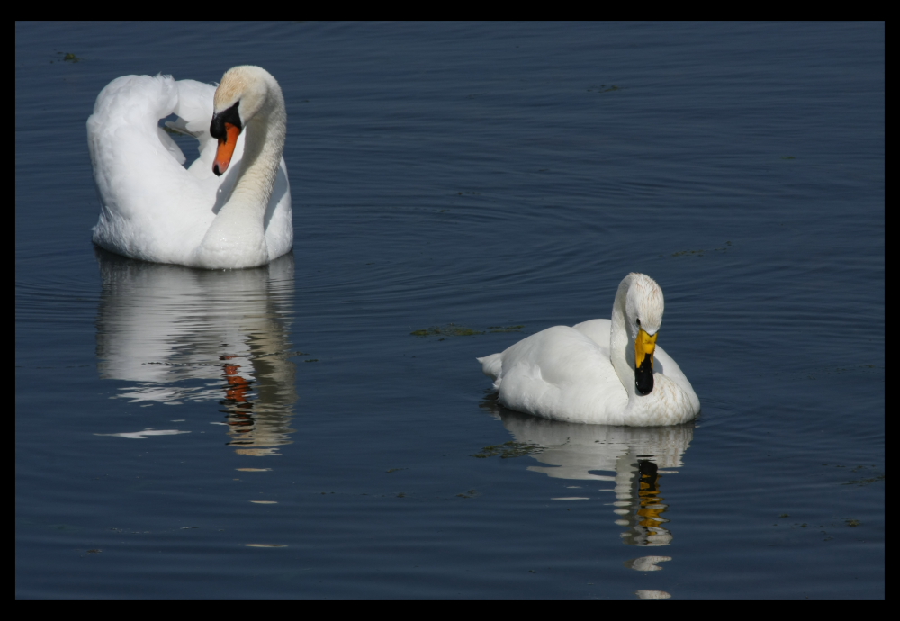 Cygne tuberculé et cygne chanteur