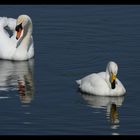 Cygne tuberculé et cygne chanteur