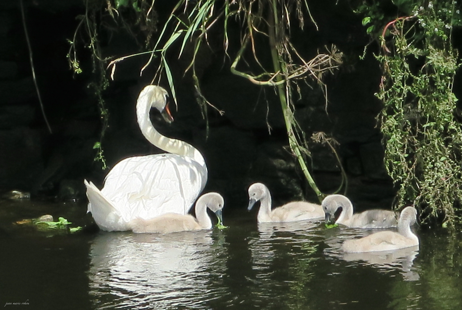 cygne tubercule et poussins