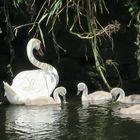 cygne tubercule et poussins