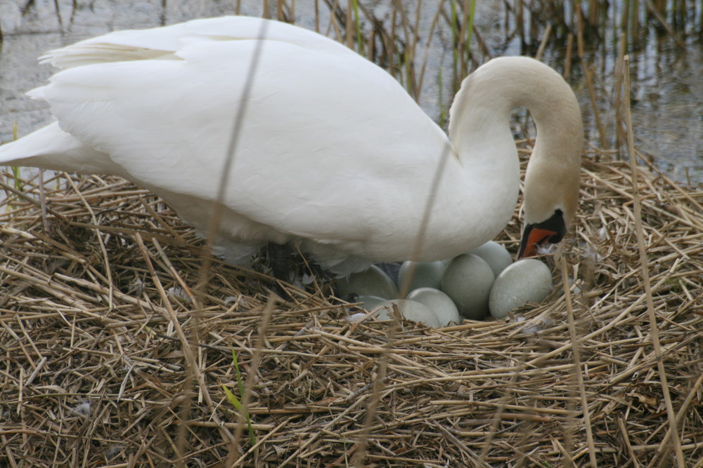 cygne tuberculé et ses oeufs