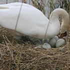 cygne tuberculé et ses oeufs