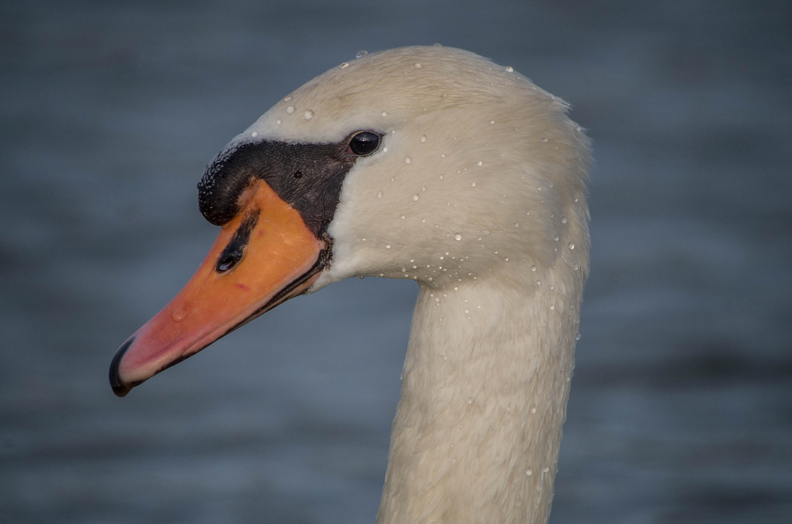 cygne tuberculé