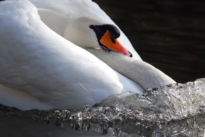 Cygne tuberculé