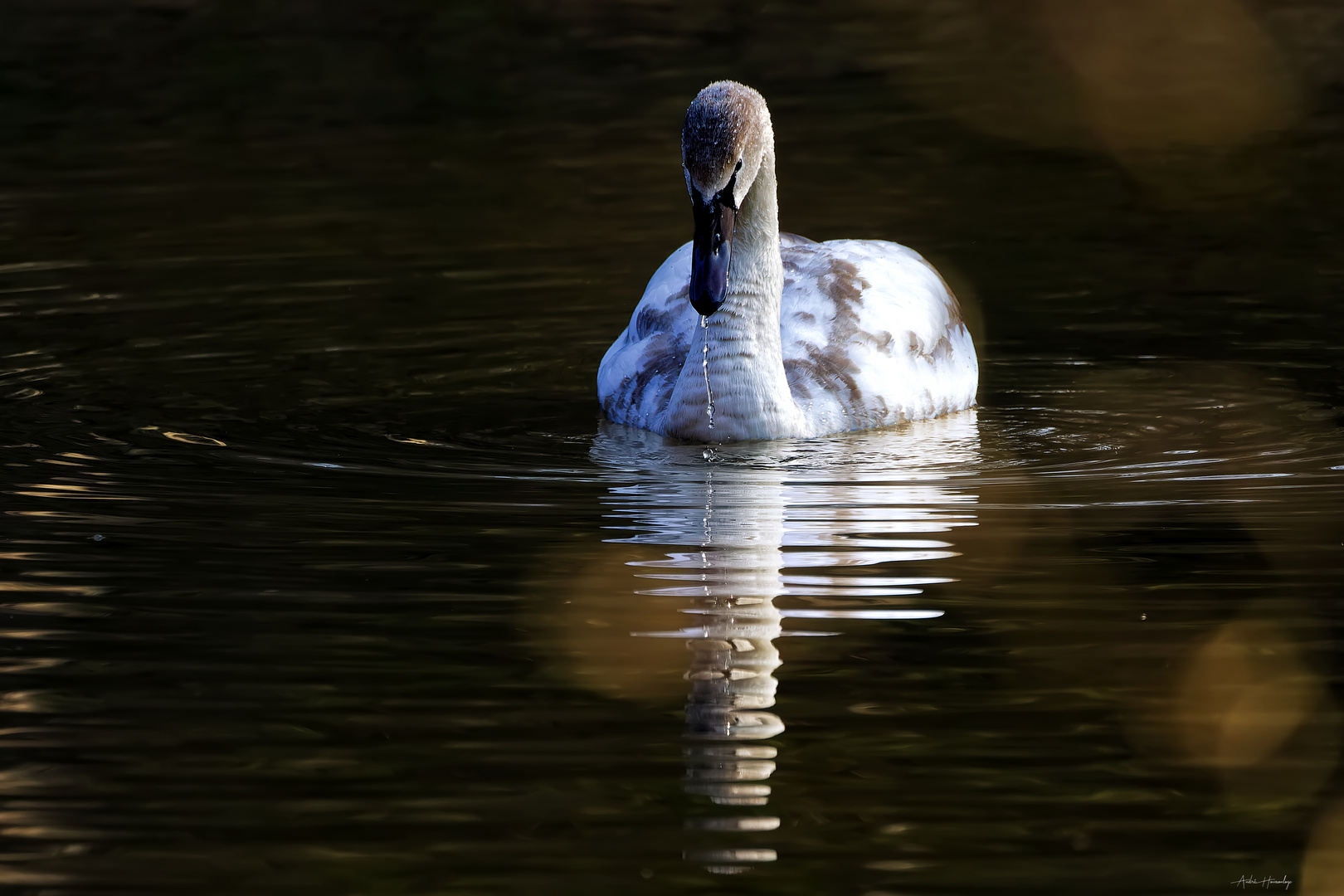 Cygne tuberculé