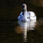 Cygne tuberculé