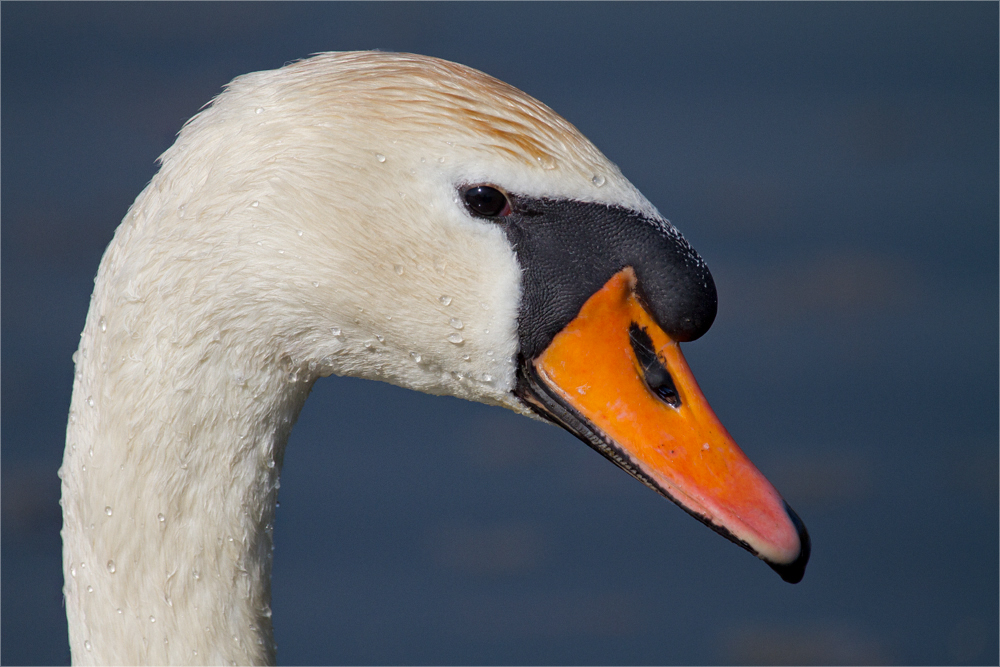 Cygne tuberculé - Höckerschwan