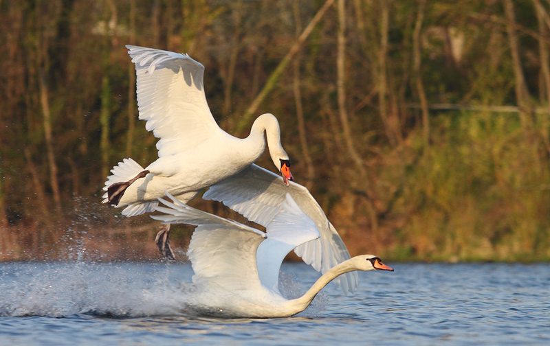 Cygne tuberculé " intimidation"