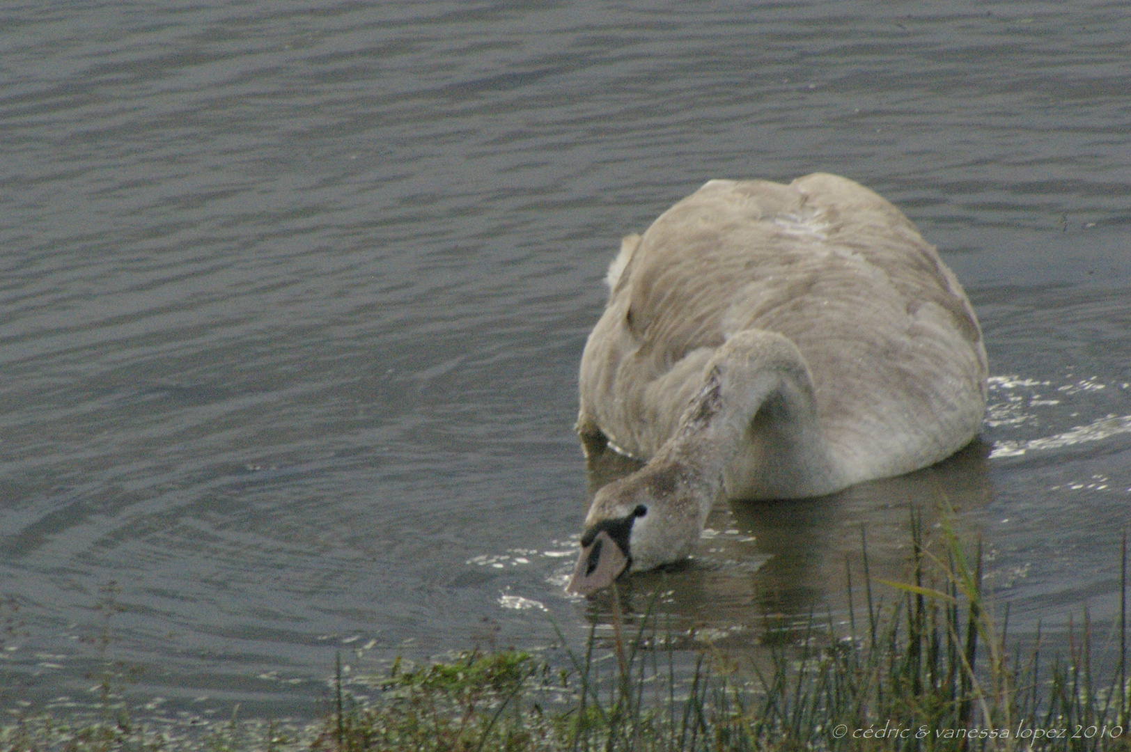 Cygne tuberculé juvénile