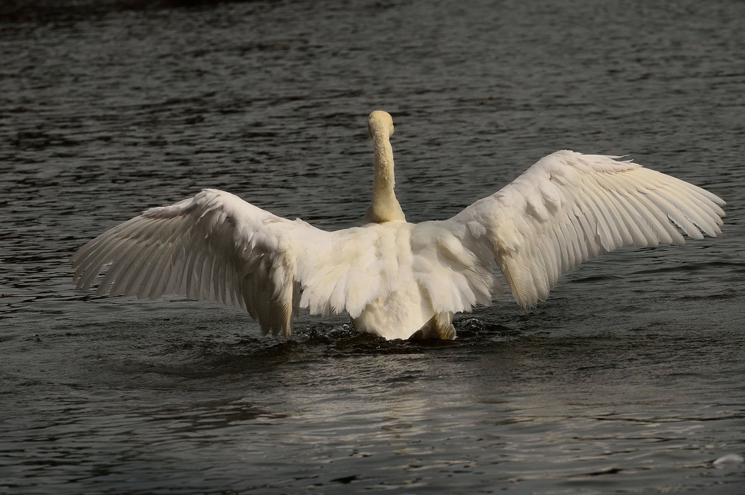 CYGNE.....................2