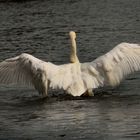 CYGNE.....................2