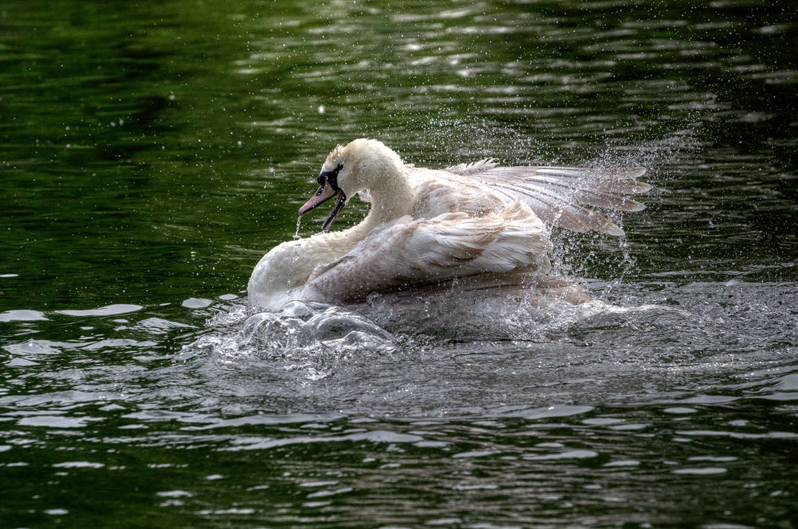 CYGNE;;;;;;;;;;;;;;;;3