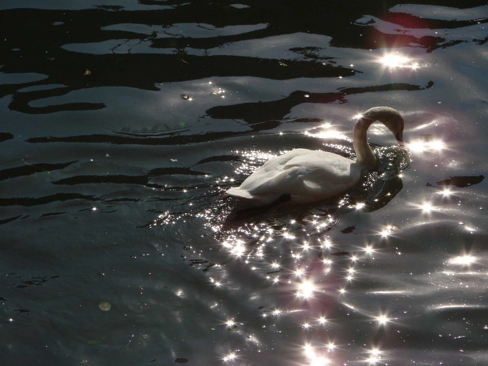 Cygne....lumineux