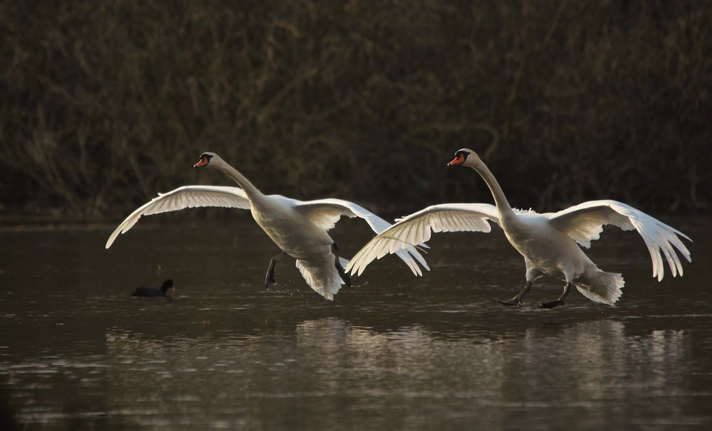 cygnes