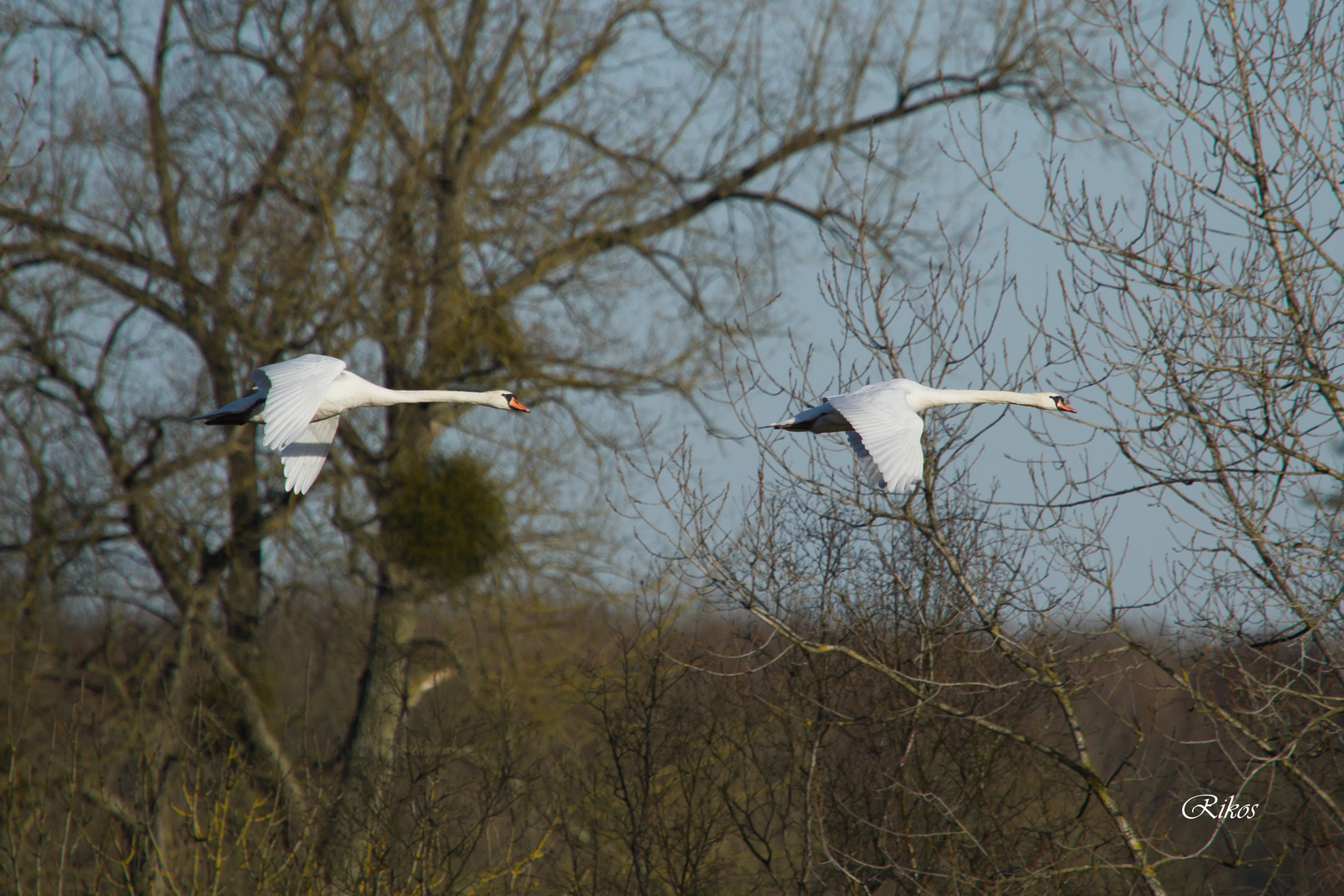 cygnes