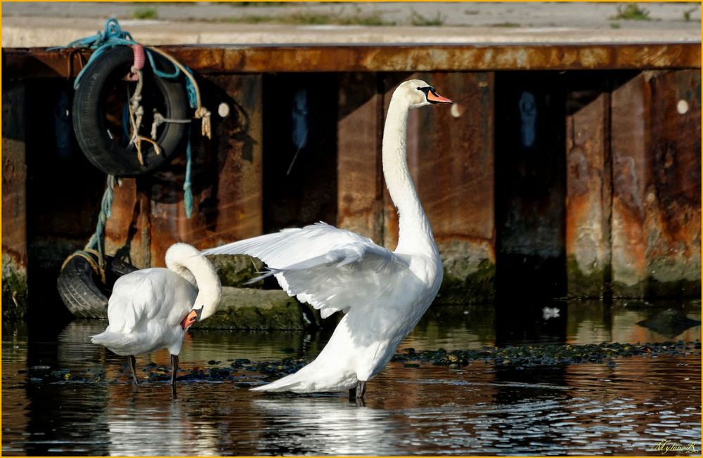 Cygnes