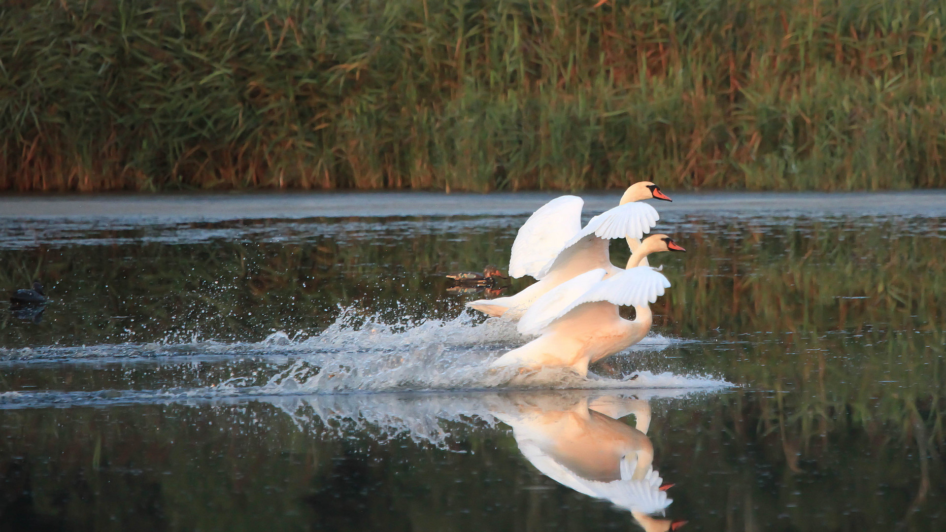 CYGNES