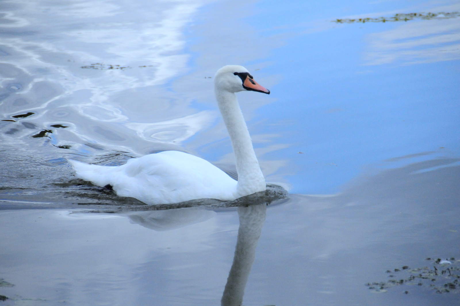 cygnes