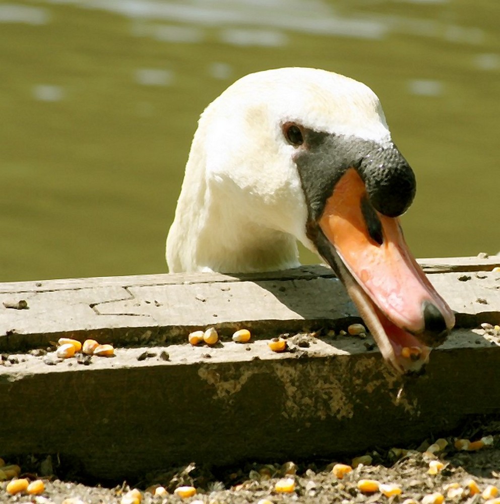 Cygnes à la graine