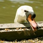 Cygnes à la graine