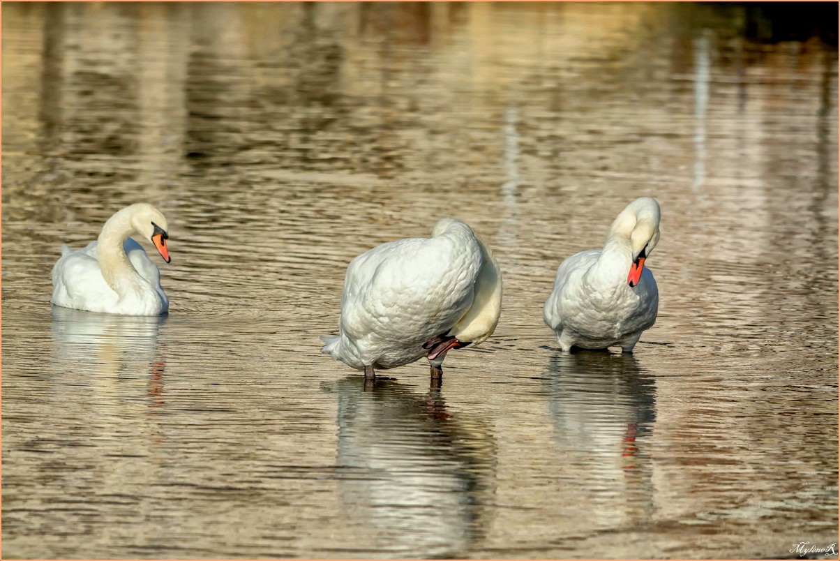 Cygnes