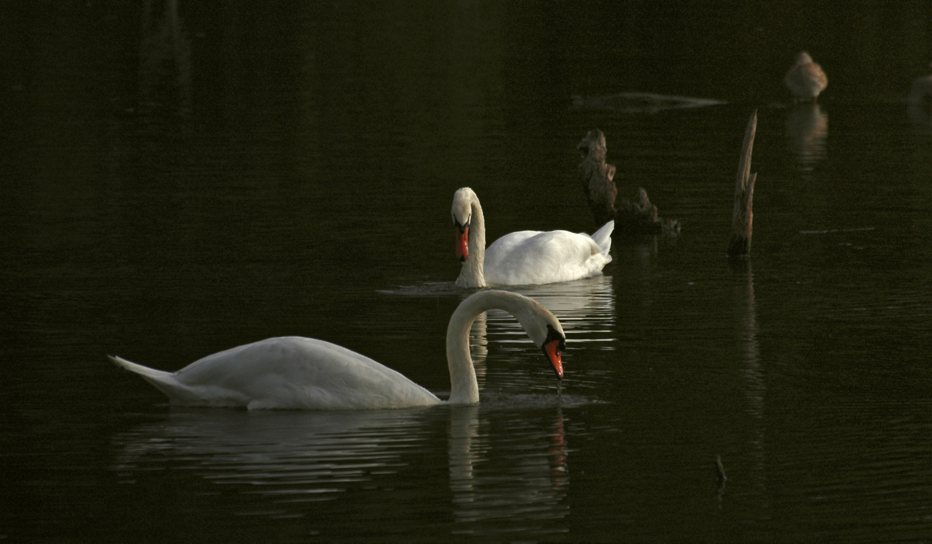 cygnes allemands