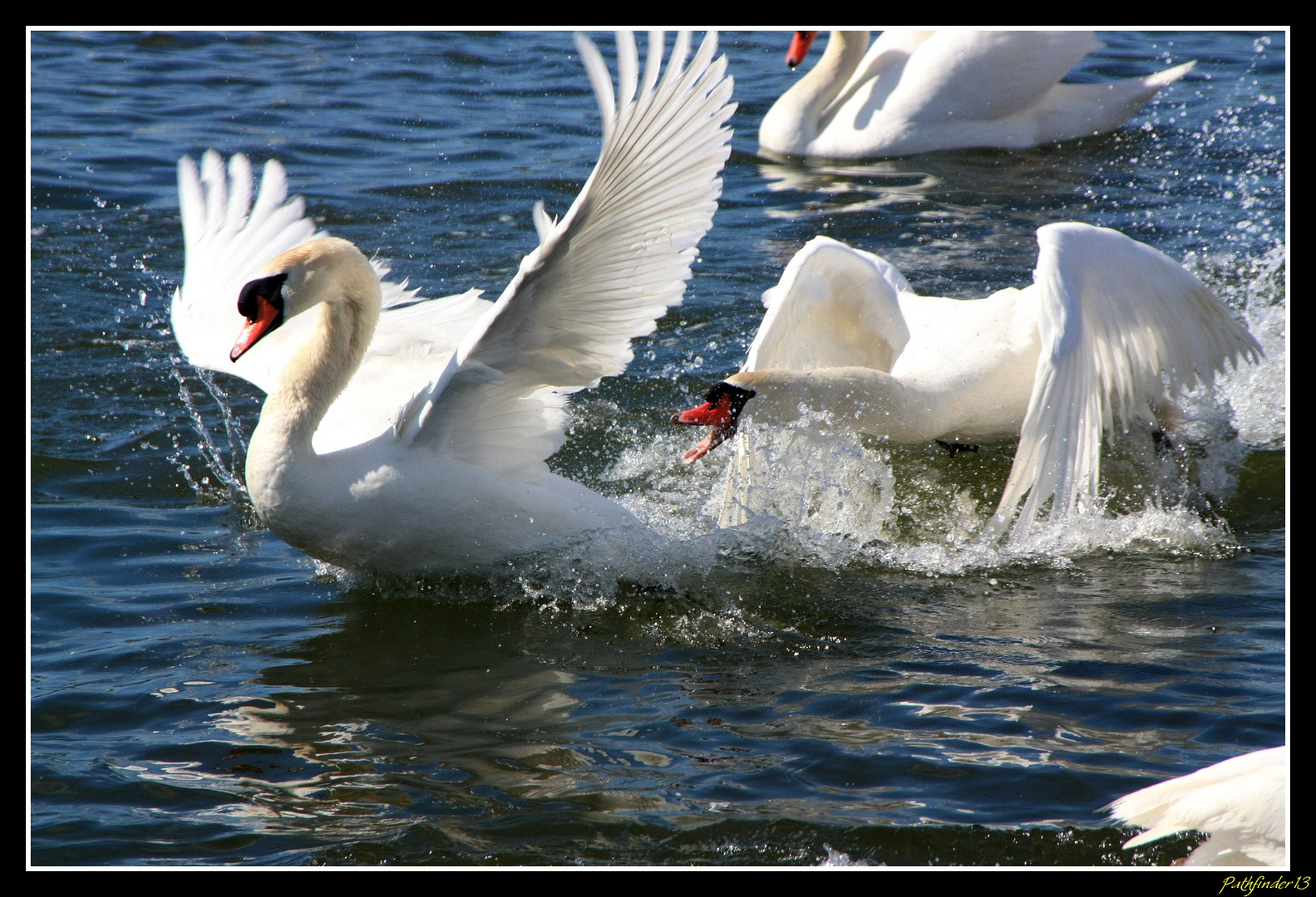 CYGNES ATTAQUE