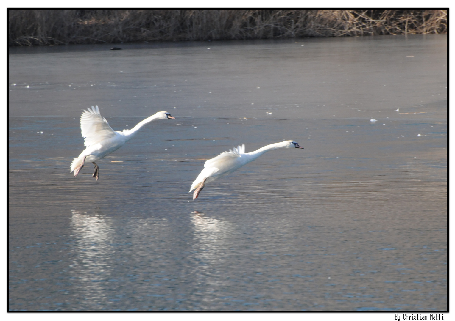 Cygnes attérrissent