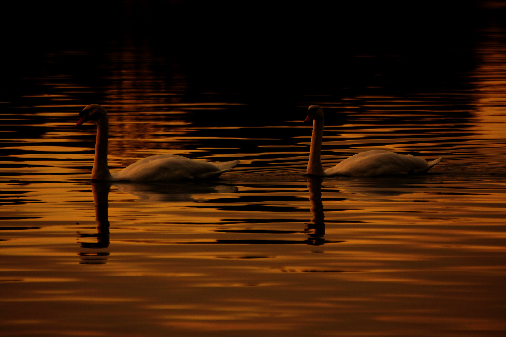 cygnes au couché de soleil