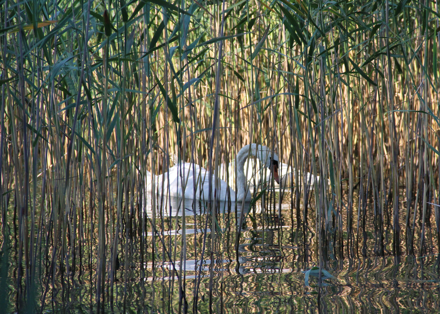 Cygnes au lac d'Annecy,dans la roselière