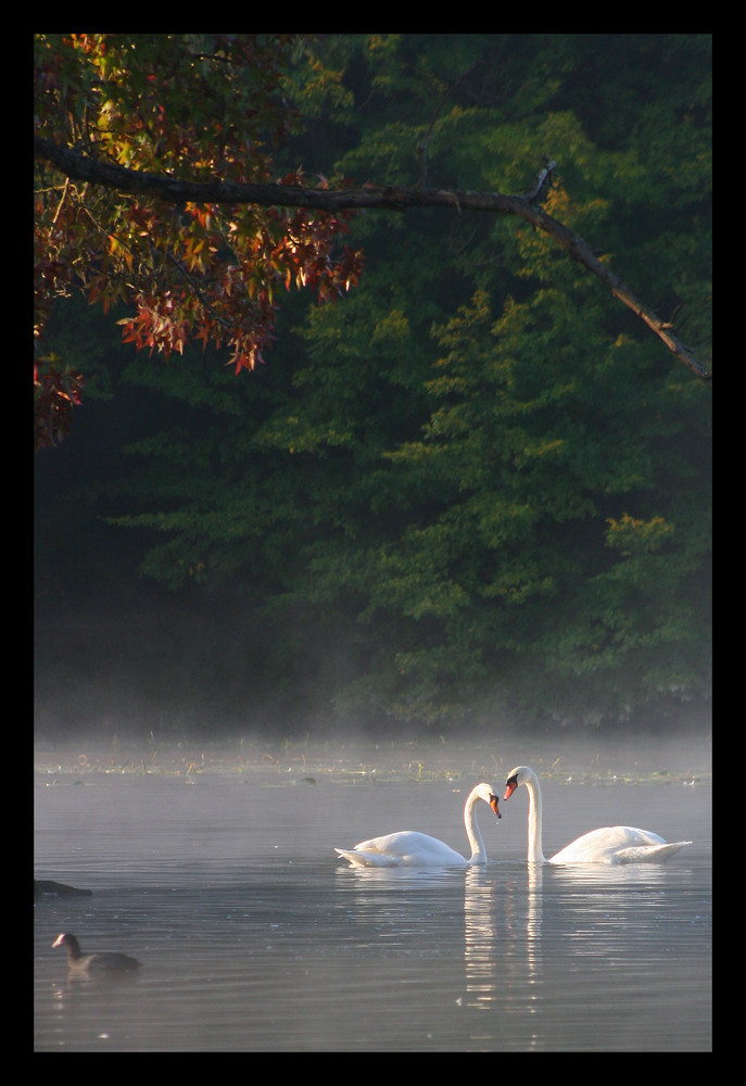 Cygnes au petit matin