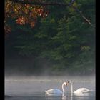 Cygnes au petit matin