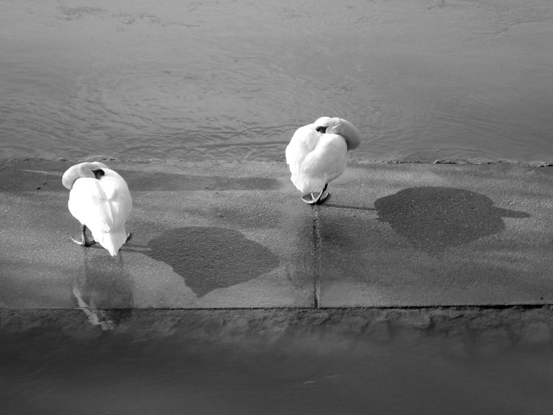 Cygnes au repos