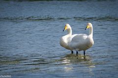 Cygnes chanteurs