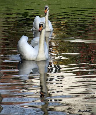 cygnes couple 
