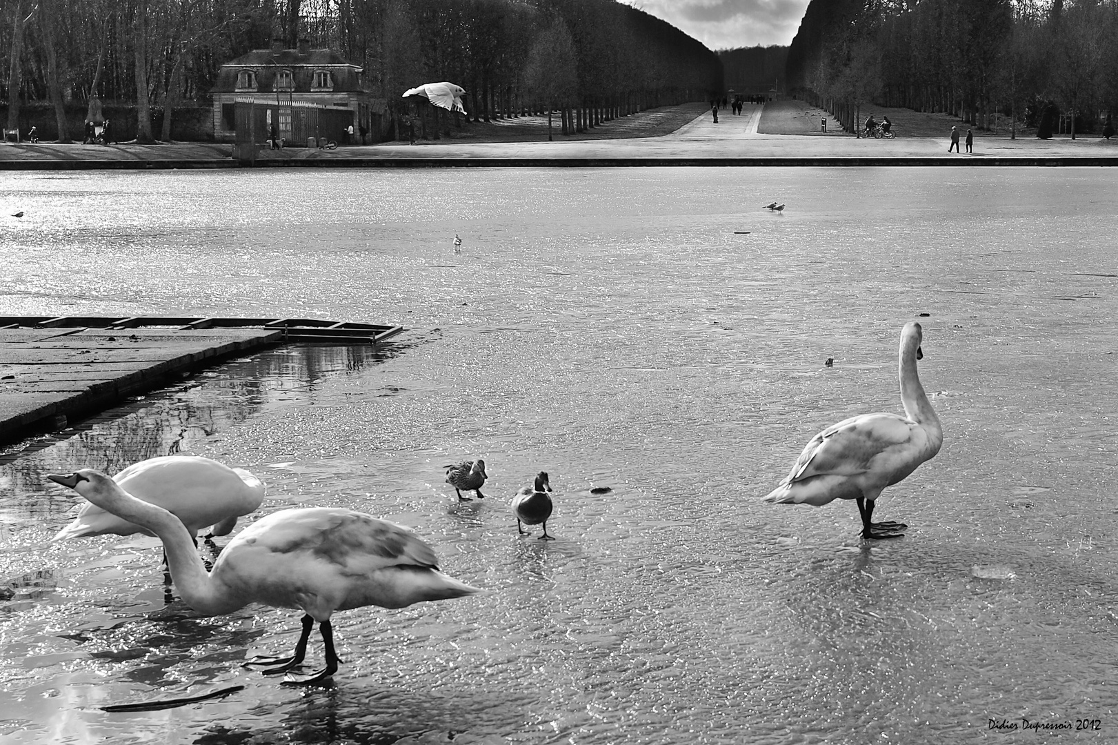 Cygnes de grand froid