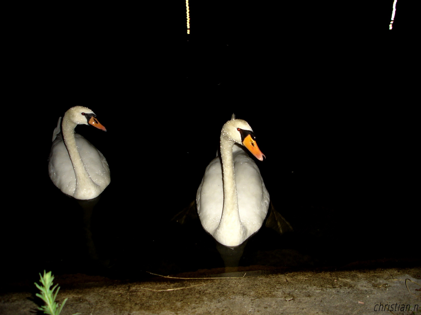 cygnes de nuit