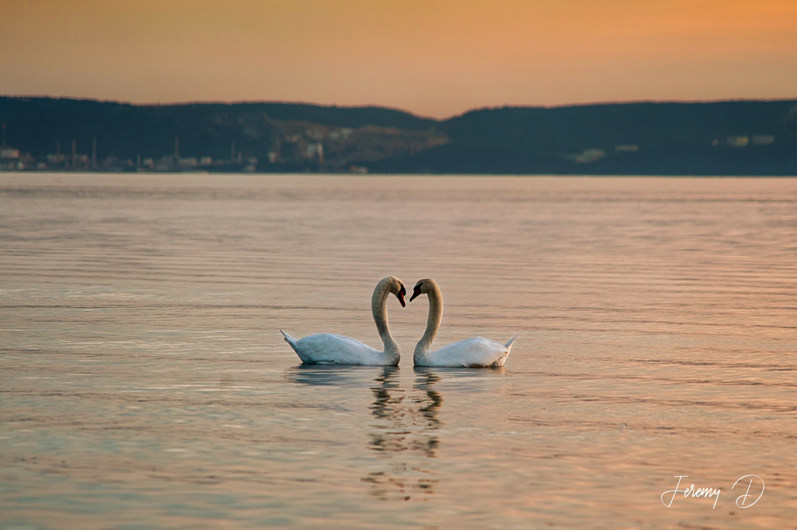 Cygnes de Saint Chamas, Etang de Berre