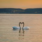 Cygnes de Saint Chamas, Etang de Berre