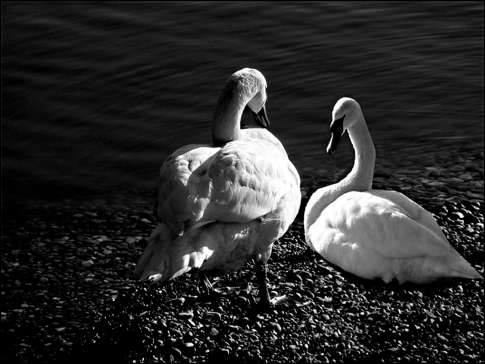 Cygnes d'étang !