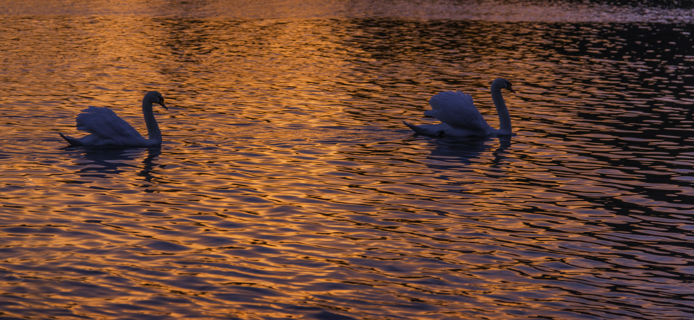 Cygnes d'un soir