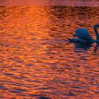 Cygnes d'un soir