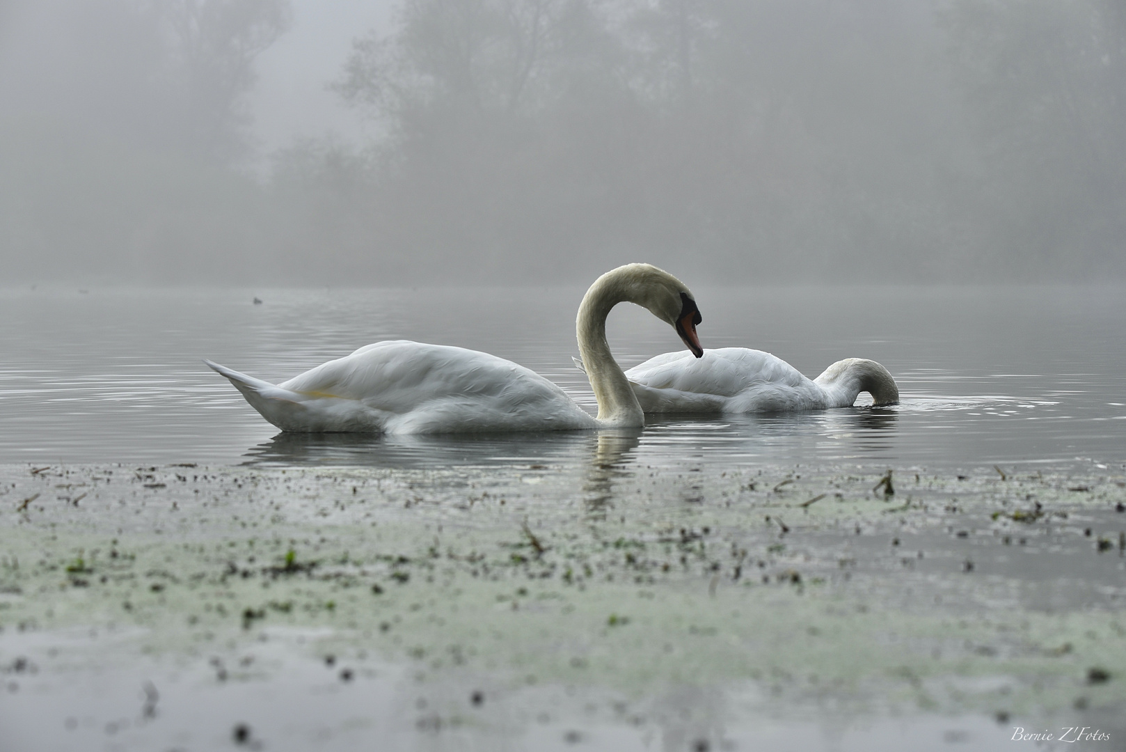 Cygnes en activité dans la brume matinale