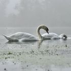 Cygnes en activité dans la brume matinale